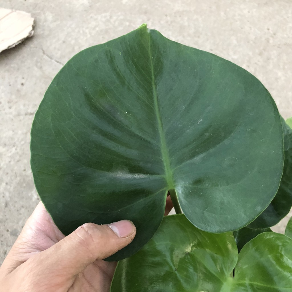 Cây trầu bà lá xẻ (trầu bà monstera) cỡ vừa, Chiều cao 35-40cm lá to đẹp bắt mắt dễ trồng thích hợp trang trí nội thất