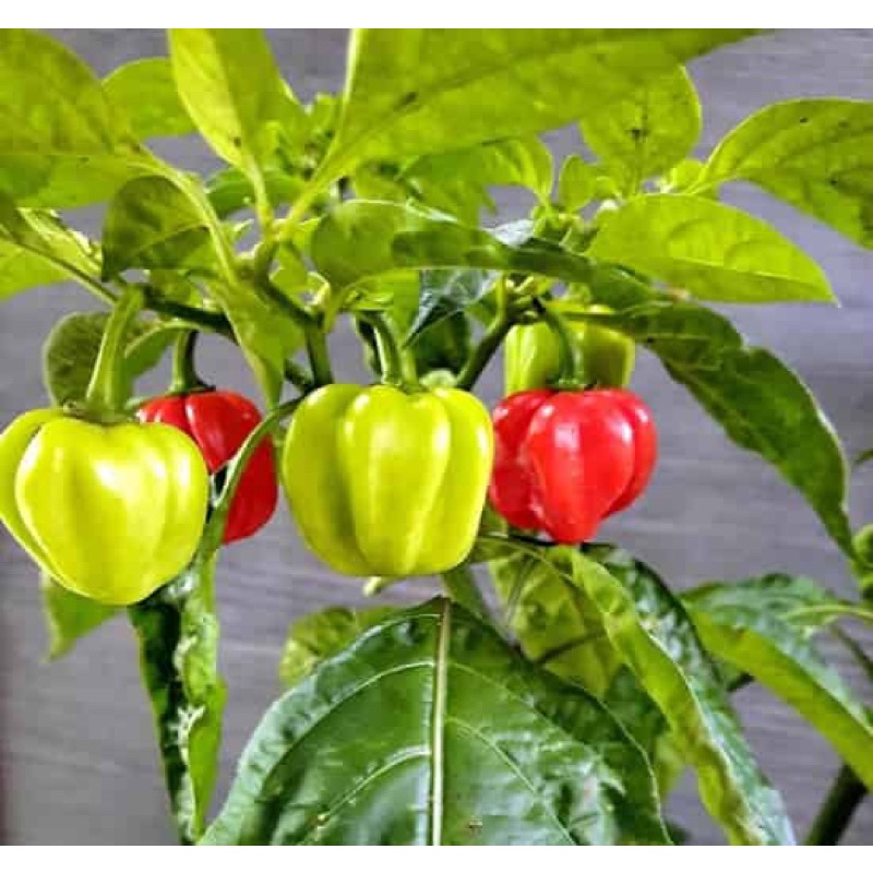Hạt giống ớt siêu cay Hababero siêu trái F1