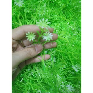 Cỏ điểm ký- điểm hoa cúc nhỏ xinh