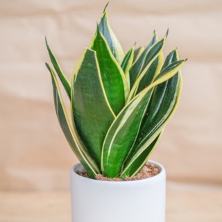 Chậu cây Lưỡi hổ lọc không khí trồng trong chậu men