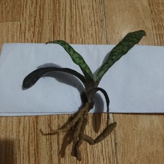Lan hài giáp rất đẹp