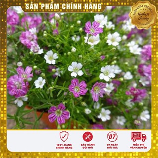 BỘ 06 gói hạt giống hoa baby mix nhiều màu tặng 1 phân bón