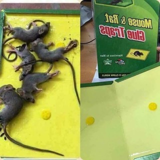 Bộ 2 miếng keo dính bẫy chuột siêu dính - sản phẩm trend