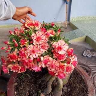 Gói 50 hạt sứ kép Lai Tạo.