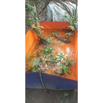 Bể bạt nuôi ốc ếch cá  3x2x1  - Giá xưởng MaiDung