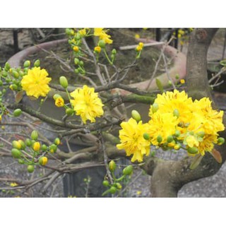 2 cây giống mai vàng đại lộc