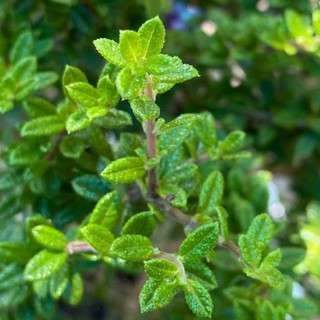 Cây hàm hương (cây giống)