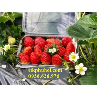 100 hộp nhựa đựng trái cây p350a 350gam dâu cherry