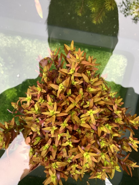 Rotala Pink - 20k/15 ngọn