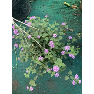 ngũ sắc rủ tím kèm chậu treo