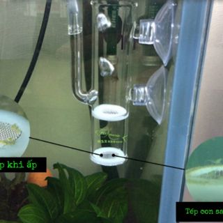 Lồng ấp trứng cá, tép