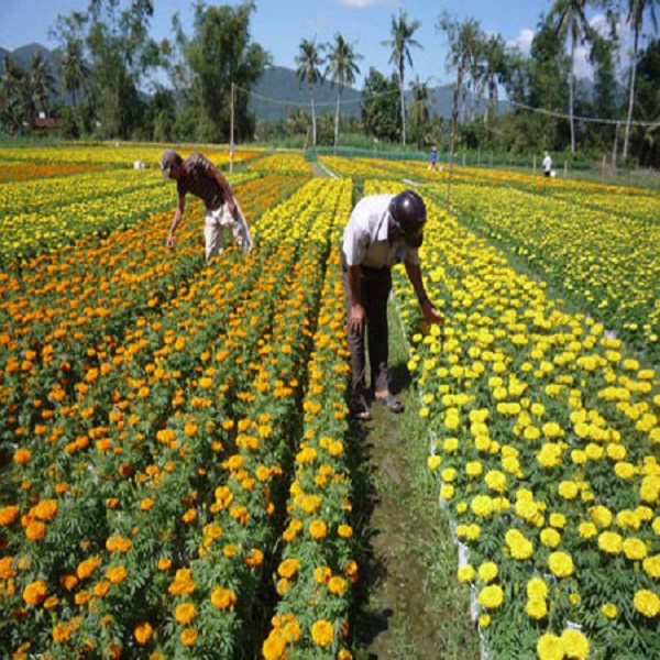 Hạt Giống Hoa Vạn Thọ Lùn F1 - Vàng Cam