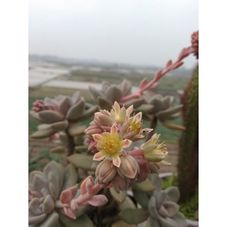 Sen đá xanh ,đỏ ,cam