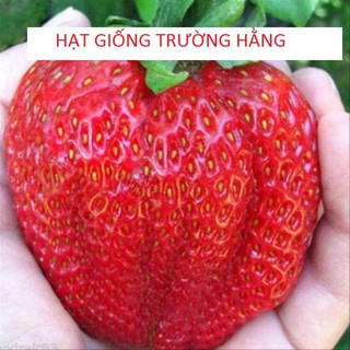 Gói 50 HẠT GIỐNG DÂU TÂY KHỔNG LỒ CHỊU NHIỆT TỐT
