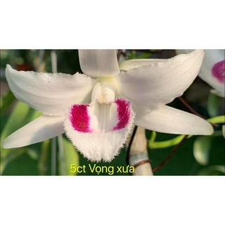 Cốc lan phi điệp đột biến 5 cánh trắng VỌNG XƯA (5CT), hoa cực đẹp, cực hiếm, hàng gieo hạt+ Tặng 02 cây nhót ngọt