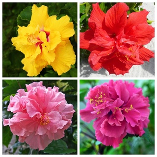 Hạt giống dâm bụt mỹ mix màu (tặng kèm phân bón và kích mầm)