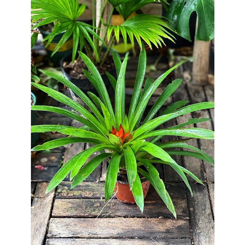 Cây Guzmania lingulata Scarlet Star (Lạp Chúc Hoa) chậu nhựa 10cm (hoa màu ngẫu nhiên)