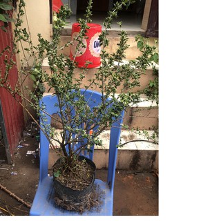 Cây bạch tuyết mai đang hoa