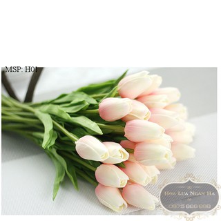 HOA TULIP XỐP DẬP
