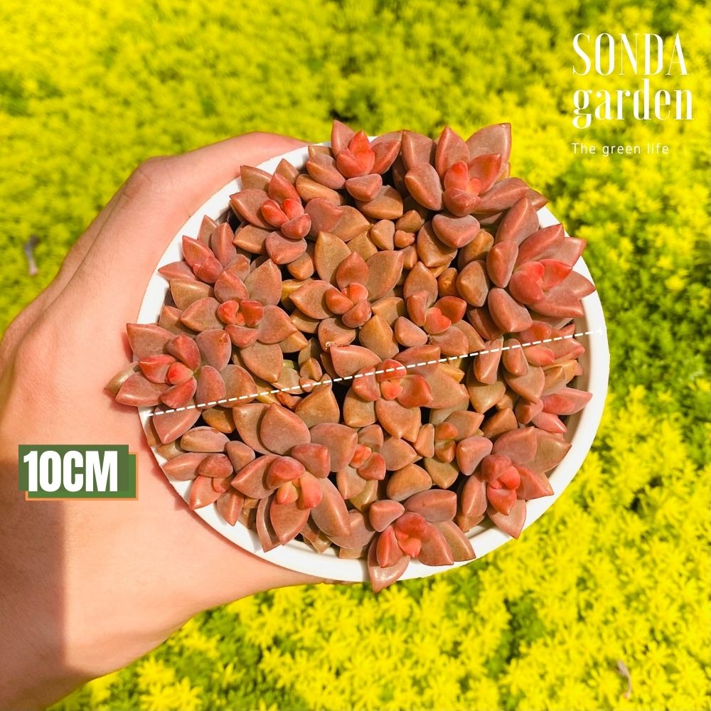 Sen đá đá nâu SONDA GARDEN size trung bình 10cm, cây cảnh trang trí nhà cửa, lỗi 1 đổi 1