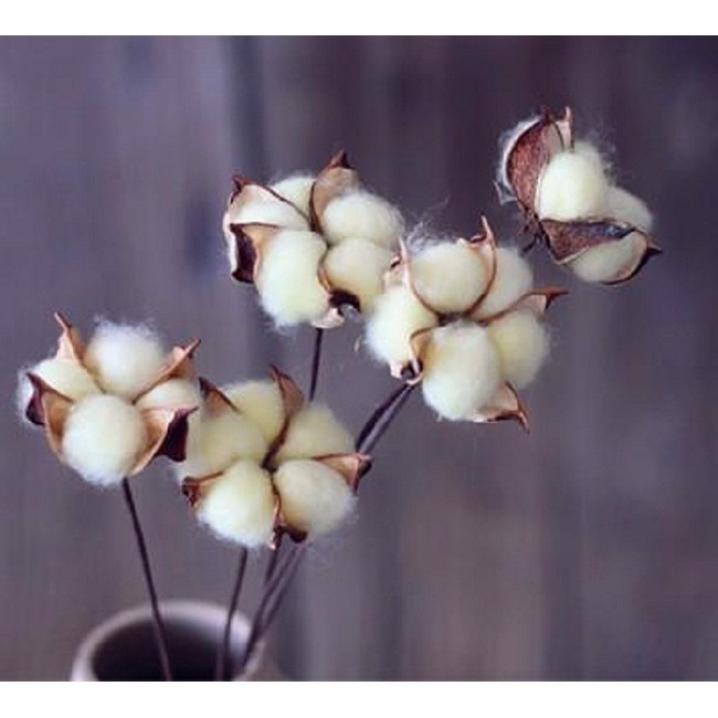 Cành hoa Bông gòn cotton tự nhiên Decor trang trí, cắm hoa khô