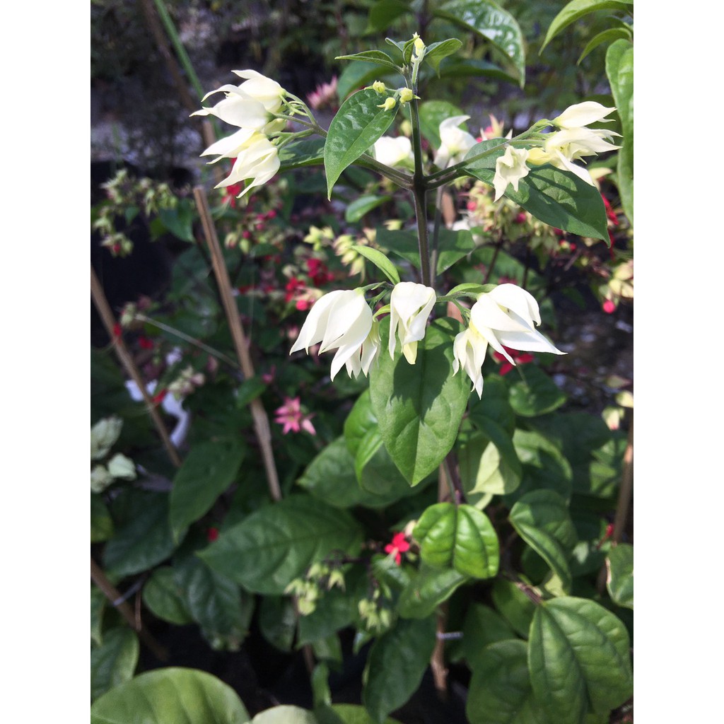 Cây dây leo hoa Ngọc Nữ hoa màu trắng - Chiều cao 30-40cm - Trang Flowers