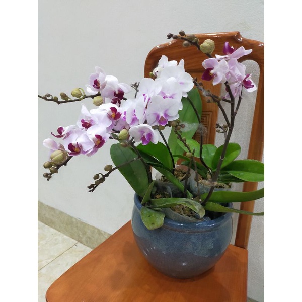 Combo 3 cây lan hồ điệp đang nụ