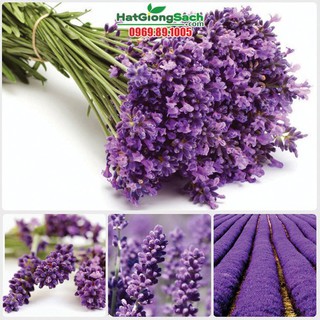 Hạt giống hoa Oải Hương, Lavender 100 hạt - tặng kèm 3 viên nén kích thích ươm hạt - HGT
