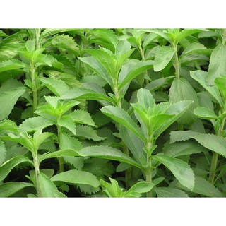 Cỏ ngọt khô 100g