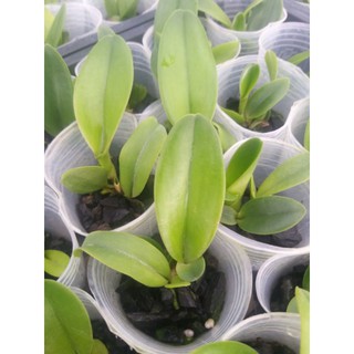 Cattleya cây giống