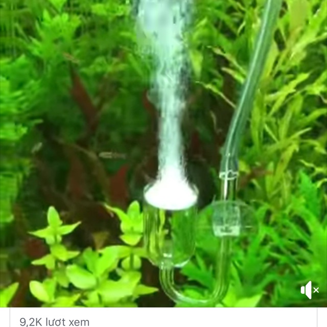 Sủi Co2 thuỷ tinh Mufan