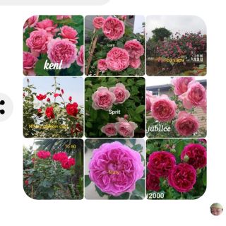 hạt giống. Combo 200k 10 cành chiết  giống hoa hồng 10 màu khác nhau. (hạt giống hoa)