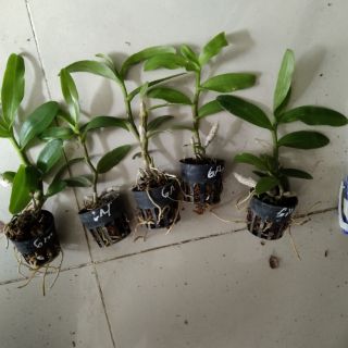 Trầm 6 mắt giống