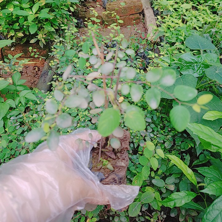 🌿 Cây giống rung rúc - cây trong bầu khỏe mạnh