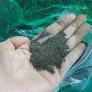 Hạt Giống Cây Dược Liệu Nhân Trần-Gói 1gram (200 hạt )
