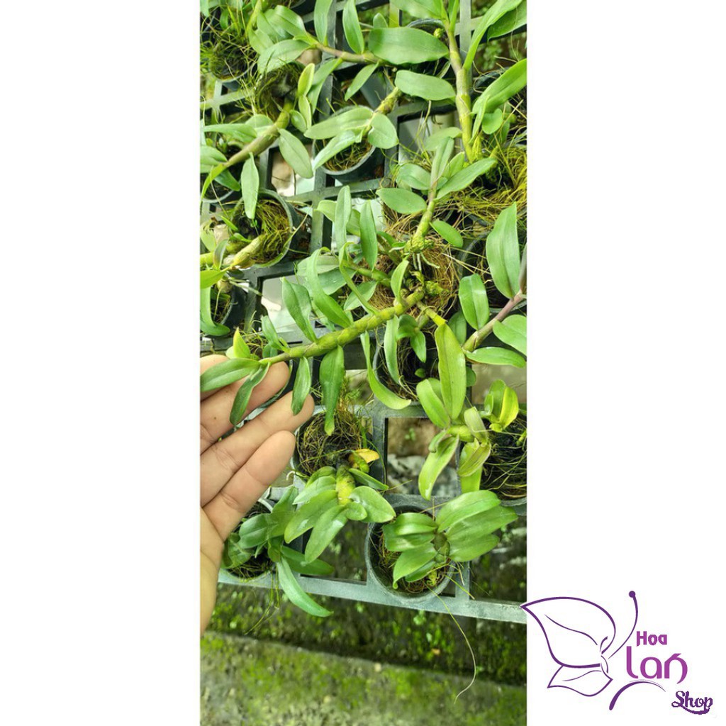 Lan Trầm Hiếm  🎁Mua 3 Tặng 1🎁  Hoa Cực Thơm
