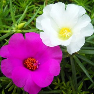 Chậu Hoa mười giờ mỹ, ta kép nhiều màu