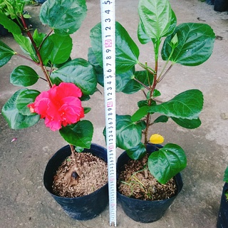 Hoa Dâm Bụt Thái - (cánh kép, giống mới) - caykiengsadec