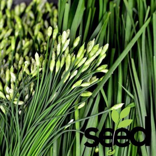 Hạt Giống Hẹ Ăn Bông Cao Sản Chịu Nhiệt