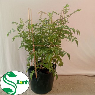 Cây Hồng Thiên Hương (Cây Leo)