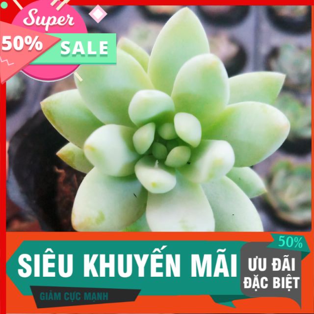 Sen chuỗi ngọc đứng trắng mới