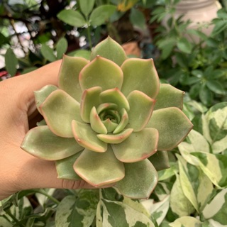 SEN ĐÁ ĐẾ VƯƠNG VÀNG