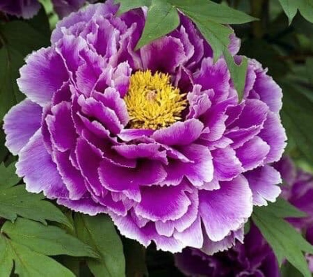 Củ hoa mẫu đơn cánh kép bông to hoa đẹp