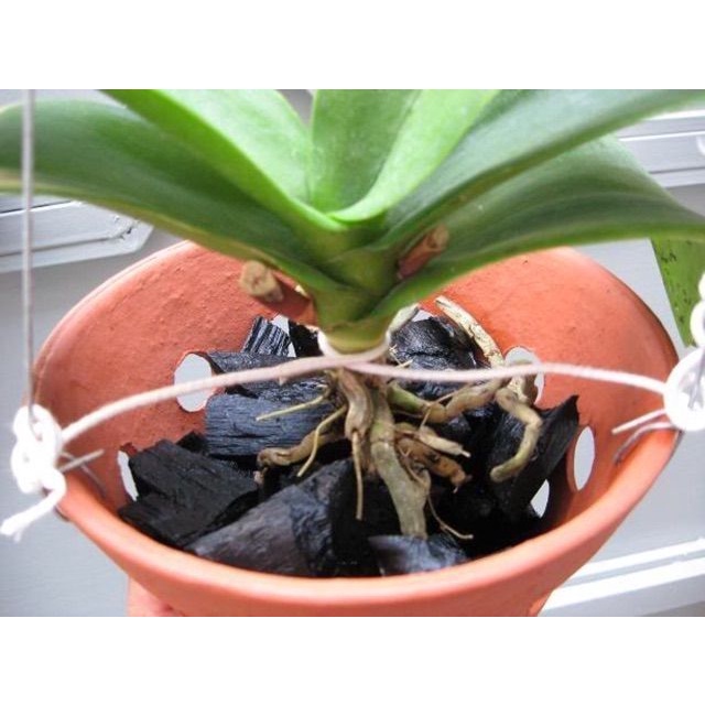 1kg Than củi, than hoa trồng hoa lan, nướng thịt BBQ, trộn giá thể trồng cây cảnh