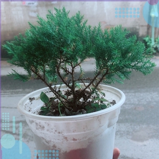 Tùng Bồng Lai
