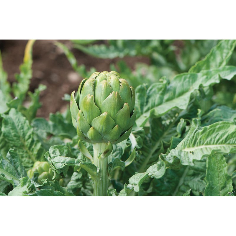 Cao Atiso nước Thanh Uyên [Rẻ nhất Shopee] | BigBuy360 - bigbuy360.vn