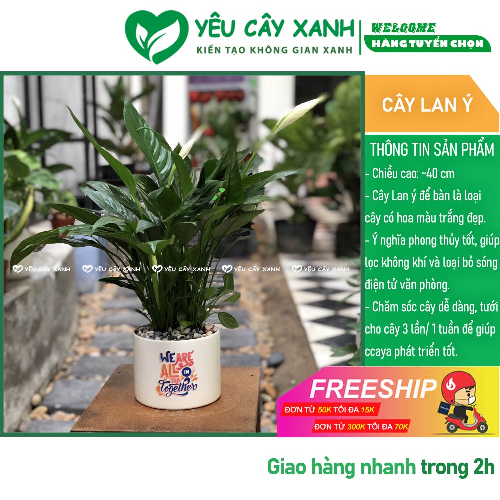 Cây Lan Ý để bàn