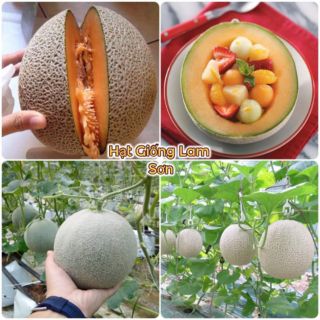 HẠT GIỐNG DƯA LƯỚI RUỘT VÀNG - Quả To Siêu Ngọt, Đặc Ruột.