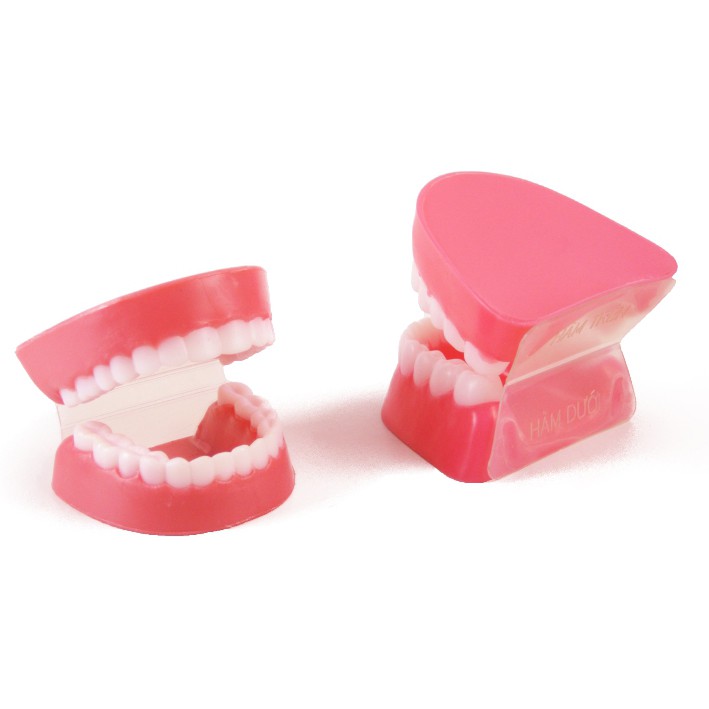 Mô hình hàm răng