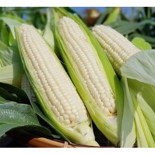 Hạt giống ngô nếp bắp cao sản ( gói 30 hạt ) siêu dễ trồng kháng bệnh tốt năng suất cao cửa hàng hạt giống uy tín